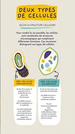 Comprendre les cellules : eucaryotes et procaryotes expliquées