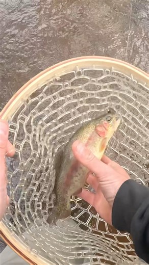 Rainbow Trout Feeding Frenzy After the Storm #troutfishing #catchandrelease #fishing