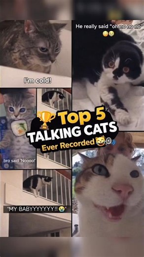 Ranking The Top 5 Talking Cats Ever Recorded 😹🗣️