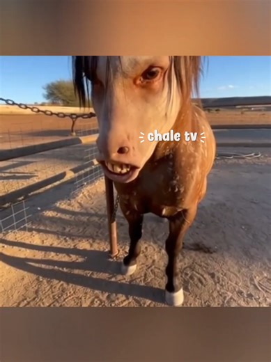 Don Toño y el Baño del Apache: Una Situación Divertida