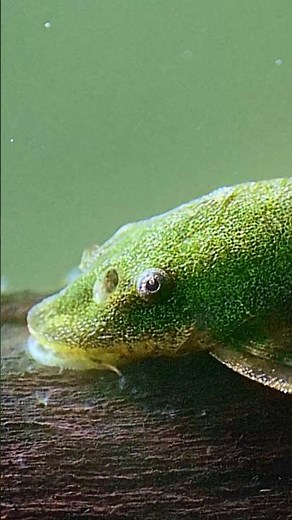 Green Otocinclus ?