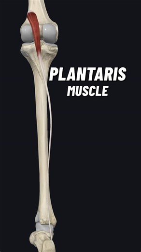 Bradley Blair Osteopath on Instagram: "Plantaris is long, thin muscle extending behind the knee and into the sural region (calf) of the posterior leg. It forms, together with gastrocnemius and soleus, the superficial group of the posterior compartment of the leg. The muscle belly is variable both in thickness and length. Sometimes the muscle has two bellies separated by a tendon, and in around 10% of the population, plantaris is absent altogether. There is also an ongoing debate about its functi