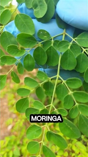 Moringa Leaves: Nature’s Lab in a Leaf