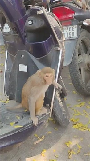 200 saal purana park 😱 #minivlog #shorts