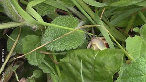 Common snail, mollusk, gastropod, eating, food, wild, slow animal, macro
