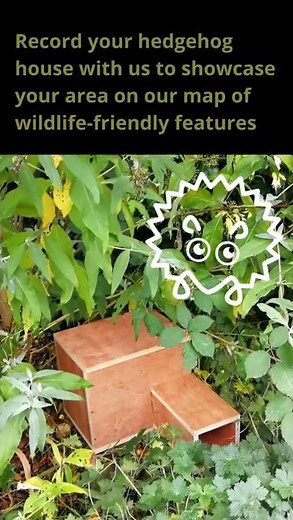 Build a house for hedgehogs