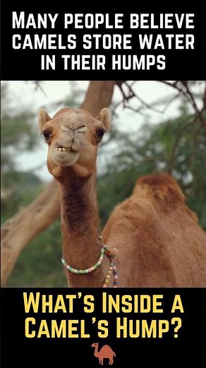 What’s Inside a Camel’s Hump 🐪