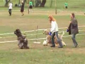 Afghan Hound Racing