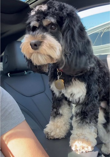Cockapoo Chronicles: Adorable Moments of Our Furry Friend
