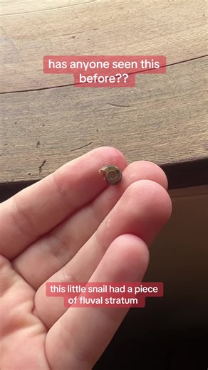 Unique Ramshorn Snail Behavior in Aquarium