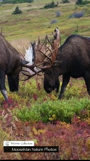 WELCOME to Moose & Coffee with Grumpy! What if all of us just stop for a few seconds and remember him. We loved his antics and his soft eyes. He was a master of the rut pit without question. This short clip of Grumpy really lit the fire for our passion for him. Although we had seen and named him in 2017 and 2018, I’ll never forget arriving in 2019 and on the first hike of the trip, there he was, sparring with Wimpy as we saw Mount Denali as a backdrop behind him. Double gift today, you get to en