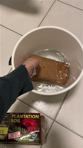 Naturalistic leopard gecko terrarium setup 💚🦎 #reptiles #leopardgecko #terrarium #gecko #ideas