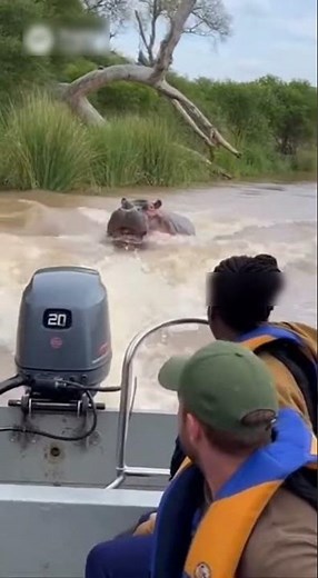 Hippopotamus Charges Tourist Boat to Defend Territory 🦛🚤 #Hippo #Wildlife #Safari