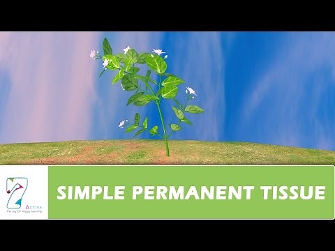 SIMPLE PERMANENT TISSUE