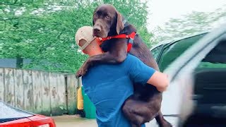 Funny Dogs and Their Humans Will Fill Your Day with Laughter