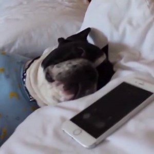 105K views · 918 reactions | This best man decided to prank the bride and groom - but George the dog saves the day. Mike my page facebook ifeeldogs.com from more video | ifeelmydog.com | Facebook