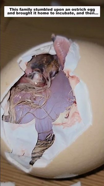 This family stumbled upon an ostrich egg and brought it home to incubate, and then...