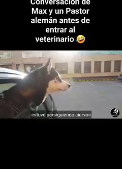 La conversación de Max connun Pastor Alemán antes de entrar a la clínica veterinaria ¡¡Lo más gracioso que verás hoy!! 🤣 #perroshablando #husky #germanshepherd #funnydogvideo | Max the husky