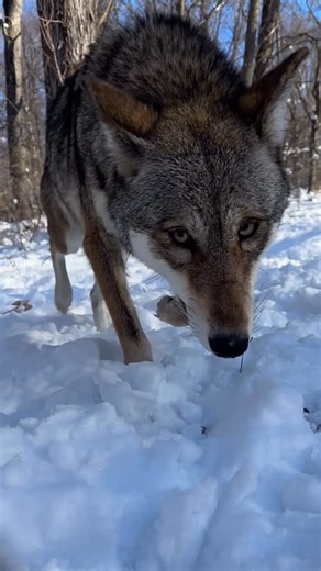 Wolf Conservation Center | Incoming boop in 3..2..1 🎥 Watch our Red Wolves live on our webcams, link in bio! | Instagram