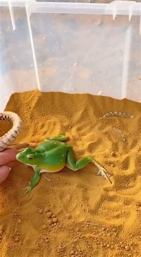 Snake vs Toad | Venom vs Defense Showdown! 🐍🐸