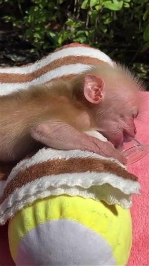 Soothing Pacifier Sounds 🐒💤 | Baby Monkey Sleeping ASMR