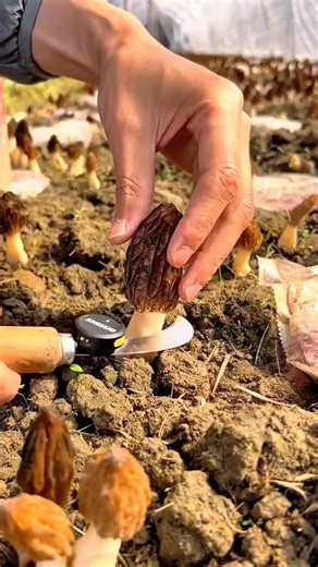 harvesting morel mushrooms from the soil using a sharp garden knife tool #shorts