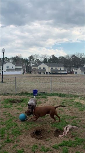 German Shorthaired Pointer vs Lab Mix Backyard Fun 🐶⚽ | Lilly & Bruno Playing Outside