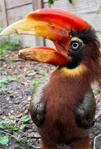 Explore Strange Animal Sounds in Nature