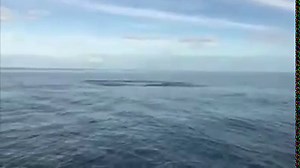 39K views · 231 reactions | JUMPING SHARKS? Check out this incredible video captured by fishermen off the coast of Indian Rocks Beach in Florida! nbc4i.co/2jstDv5 (^^^) Video courtesy Kellen Keglor. | NBC4 | Facebook