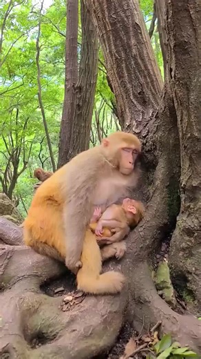 Funny Monkey Reactions That Will Make You Laugh