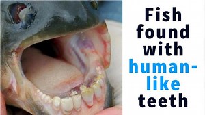 Pacu fish found in Tucson lake