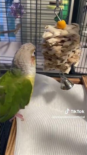 This Conure Is OBSESSED With His Toy 🐦