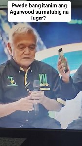 24K views · 496 reactions | Mabubuhay ba ang Agarwood trees sa mga matubig and water logged areas? Panuorin ang sagot! #agarwood #Lapnisan #AgarwoodPh #AgarwoodFarming #agarwoodseedlings #AgarPrime #pasi #fyp #oud | Philippine Agarwood Community | Facebook