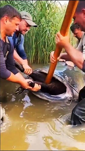 Wild Chaos! Giant Catfish Drags Boar Under — 4 Men Dive In for an Epic Rescue! #wildlife #animals