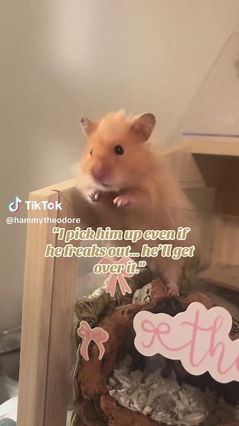 Understanding Hamster Behavior: Patience is Key