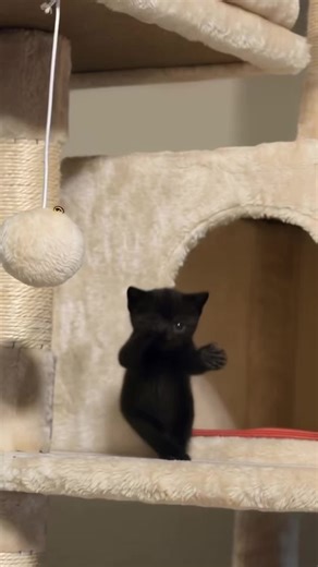 scuba ai dance tutorial scuba original zootopia scuba cat scuba kid scuba original video scuba original video tutorial scuba baseball original triple t dance original tutorial triple t dance tutorial filter triple t dance original tutorial cat triple t dancing ai tutorial The viral scuba dance tutorial, made with one click using AI, beginners can go viral easily! How to make the original scuba video? scuba original scuba baseball celly original underwater scuba new strikeout celly scuba original