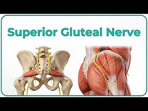 Superior Gluteal Nerve Anatomy (Animation) /USMLE