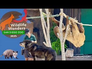 🦥 [4K] Wolves, a Sloth and more! Full Wildlife Wonders Show at the San Diego Zoo🐺
