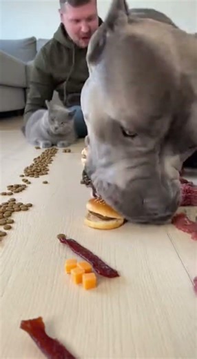 I Challenged My Dog to Eat FAST… You Won’t Believe What Happened! 😱🤣 #shorts #dogs #funny #challenge