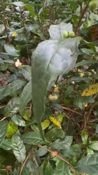 Harvesting tea seeds 101