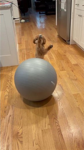 Cavapoo Puppy EP25: play with yoga ball 🐶❤️