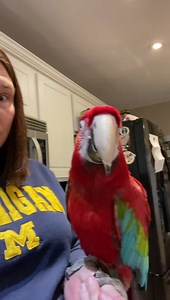 537K views · 10K reactions | Ruby Musings... | Birds and Beaks Rescue and Rehab | Facebook