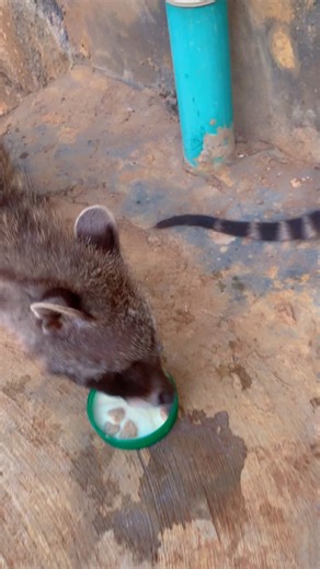 Leo dollars 💵 (@leo.dollars1)’s video of fresh avocado meme