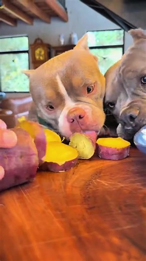#dogoftiktok #dogcute | dogs