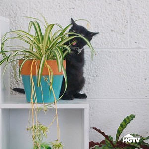3.1M views · 10K reactions | Keep the cats from climbing on your furniture. Give them their own feline-friendly garden playground.  | HGTV | Facebook