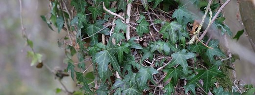 Comment faire sa lessive au lierre : efficacité et dosage - Monde Végétal - Monde Végétal