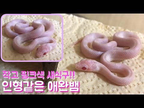 새식구 블리자드 콘스네이크 너무 앙증 맞다ㅠㅠ귀여움 레전드 레고구입