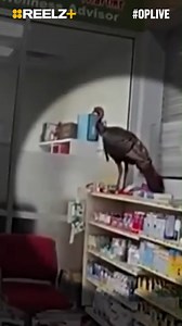 A 🦃 walks into a store... #OPLive #OPNation #REELZ #REELZPlus #Thanksgiving | REELZ