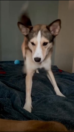 Why Do Dogs Howl? Featuring our husky-mix foster star: Lobo✨ Howling is totally normal, it’s one of the ways dogs communicate🐾 Here are a few common reasons pups let out their inner wolf: 🌕 Communication – Long-distance “talking” 🎵 Responding to Sounds – Sirens, music, high-pitch noises 👋 Attention – A howl often gets your eyes on them 👀 💔 Loneliness/Separation – Missing their people 🥀 🤕 Discomfort – Sudden howling can signal pain ❤️‍🩹 😄 Excitement – Some dogs howl simply because they’