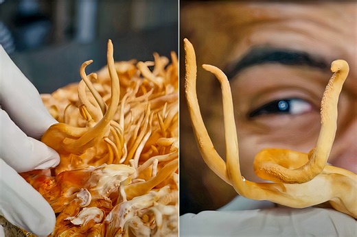 Scientists Discover Mushrooms Might be Able to Communicate with Each Other Using Vocabulary of at Least 50 Words